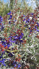 Psorothamnus arborescens minutifolius