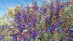 Psorothamnus arborescens minutifolius