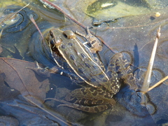 Lithobates kauffeldi