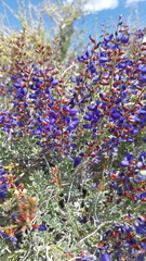 Psorothamnus arborescens minutifolius