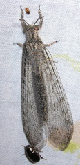 Vella