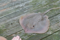 Atlantic Stingray photo 3