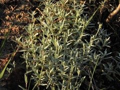 Cerastium tomentosum