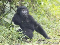Gorilla beringei beringei