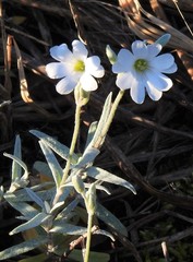 Cerastium tomentosum