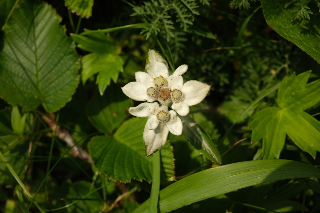 Leontopodium discolor (Leontopodium discolor)