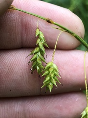 Carex castanea