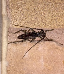 Elytrimitatrix undata