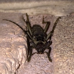 Elytrimitatrix undata