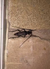 Elytrimitatrix undata