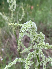 Rumex altissimus