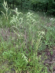 Rumex altissimus