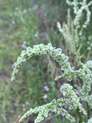 Rumex altissimus