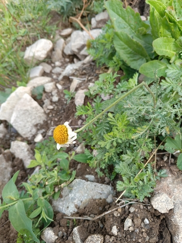 Cota melanoloma (Cota melanoloma)
