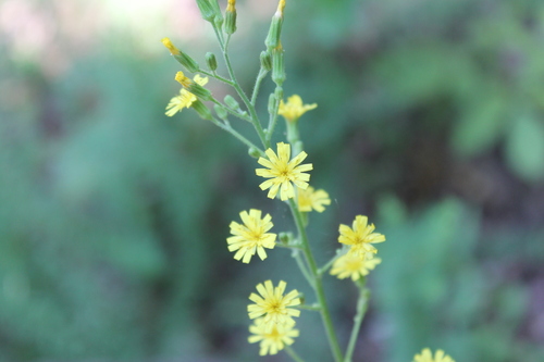 Image of Hieracium gronovii by (c) Dominic, some rights reserved (CC BY)