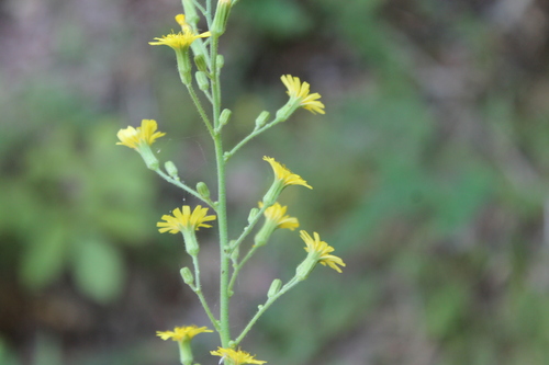 Image of Hieracium gronovii by (c) Dominic, some rights reserved (CC BY)