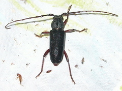 Enaphalodes seminitidus