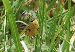 Rhyparioides subvaius