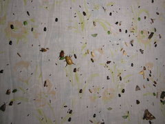 Enaphalodes seminitidus