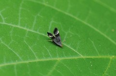 Anacampsis solemnella
