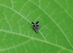 Anacampsis solemnella