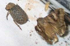 Trogidae
