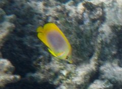 Chaetodon aureofasciatus