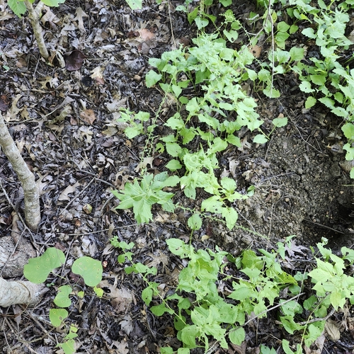 Image of Solidago auriculata by no rights reserved