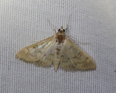 Diacme mopsalis