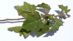 Solanum palinacanthum