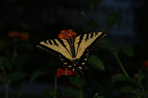 Western tiger swallowtail