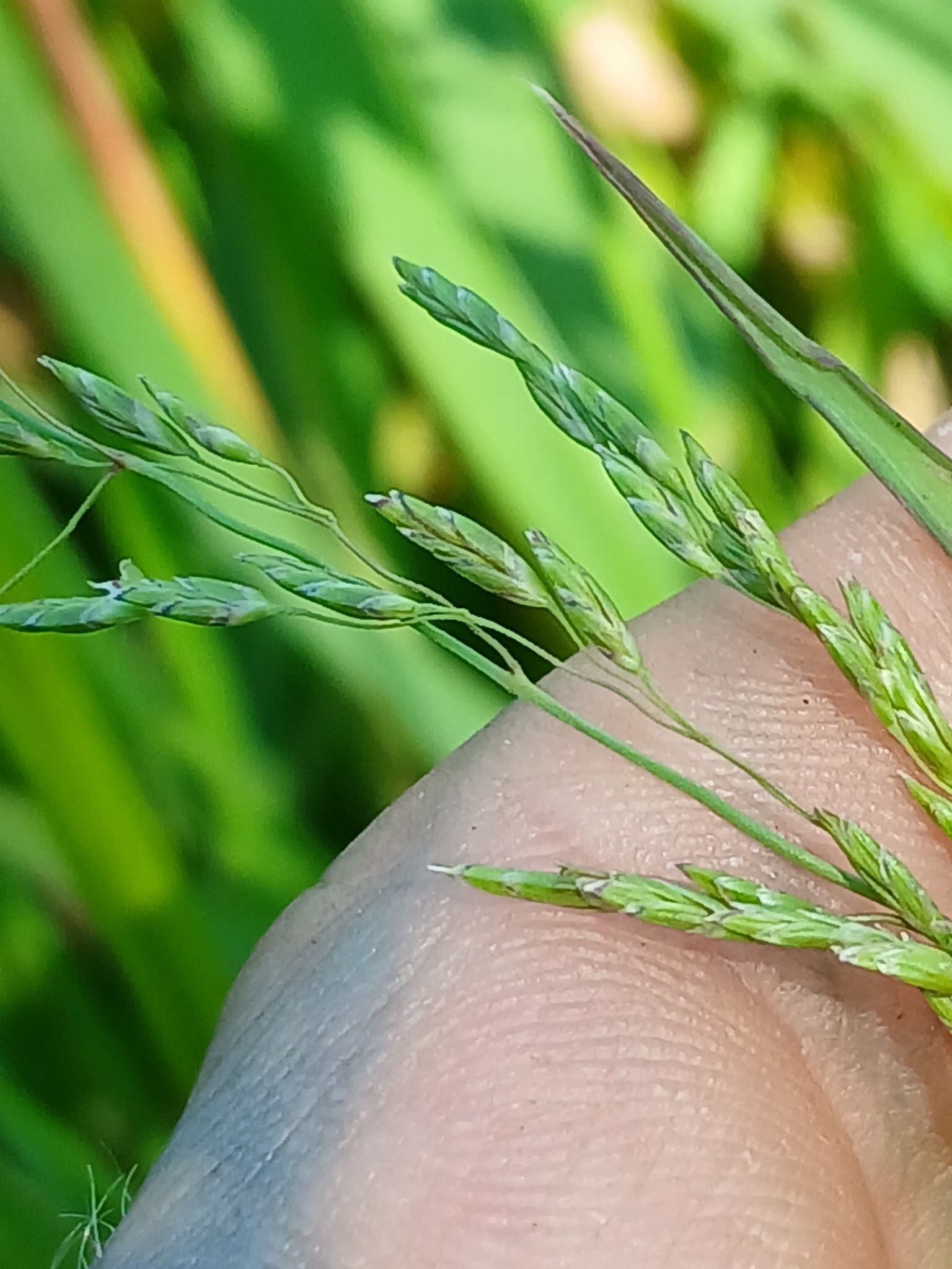 Imagem de Capim-arroz