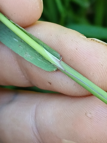 Image of Torreyochloa pallida by no rights reserved