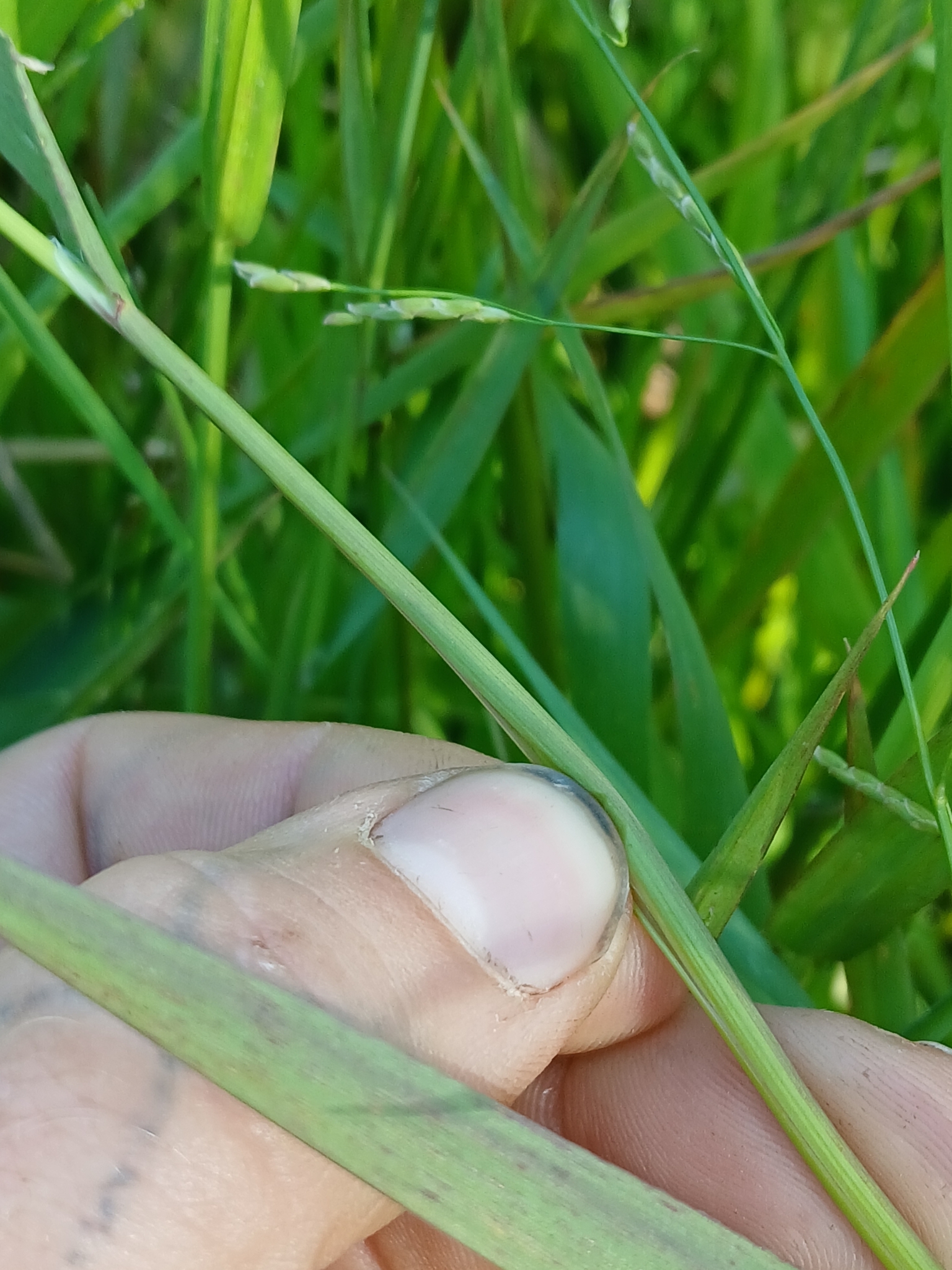 Imagem de Capim-arroz