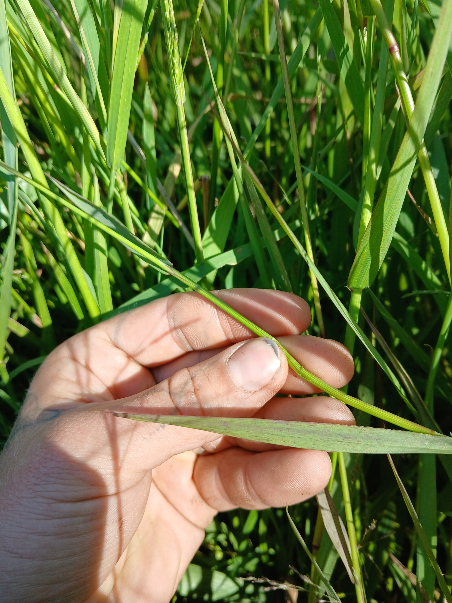 Imagem de Capim-arroz