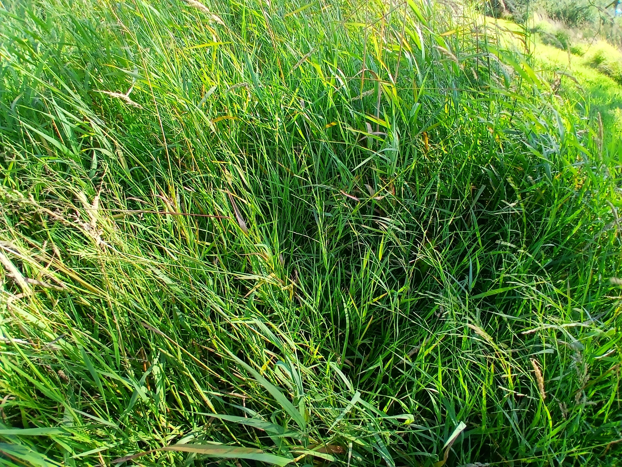 Imagem de Capim-arroz