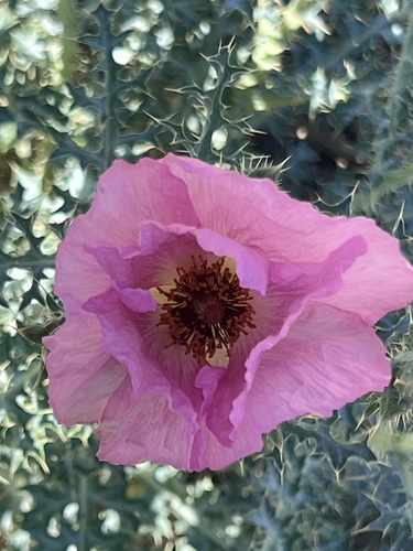 Chisos Mountain Pricklypoppy