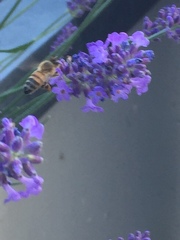 Apis mellifera
