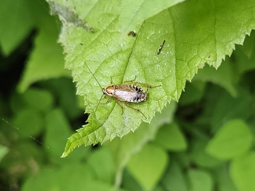 Wood cockroach