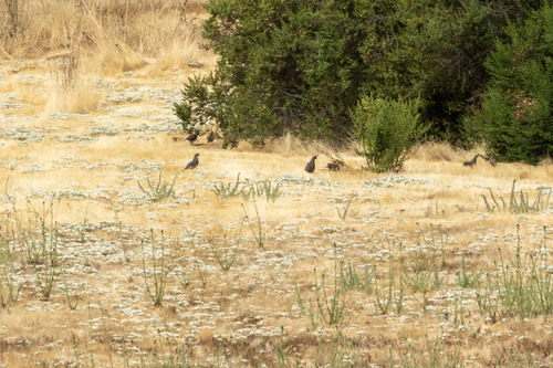 iNaturalist observation photo of California Quail