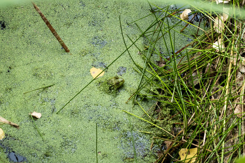 iNaturalist observation photo of American Bullfrog