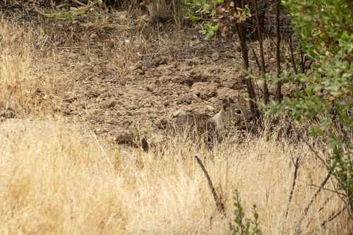 iNaturalist observation photo of California Ground Squirrel