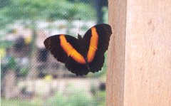 Yoma sabina