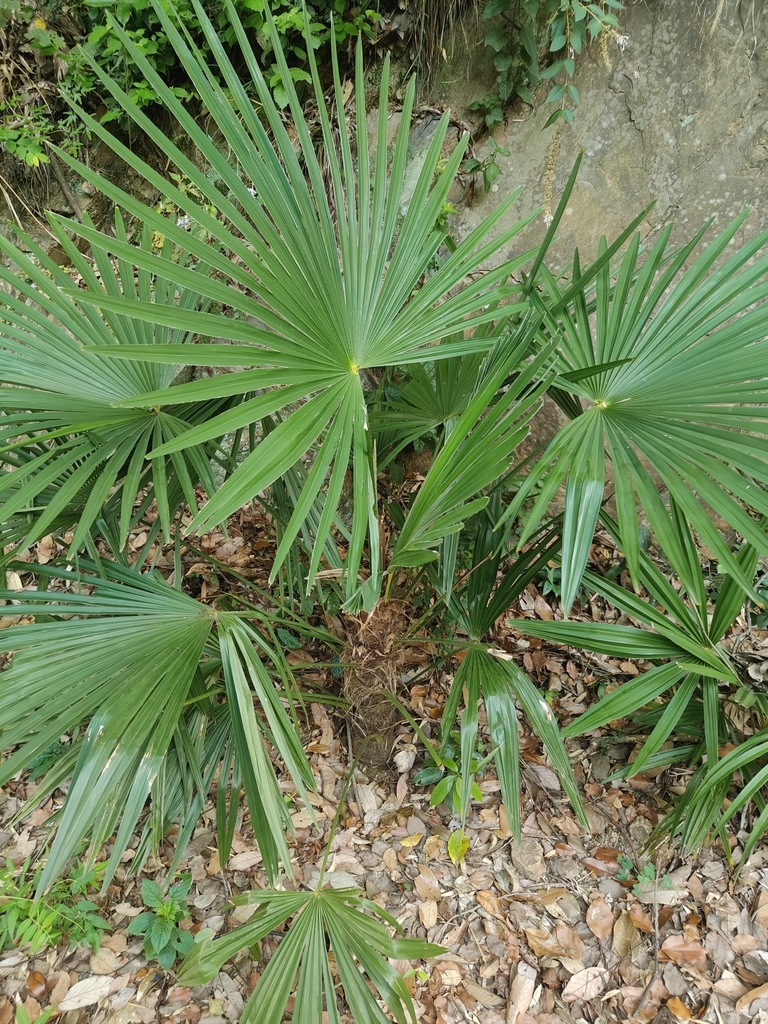 Trachycarpus fortunei