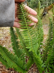 Polystichum imbricans imbricans