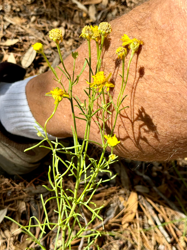 Image of Hymenoxys quinquesquamata by (c) CK2AZ, some rights reserved (CC BY)