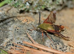 Hemaris gracilis