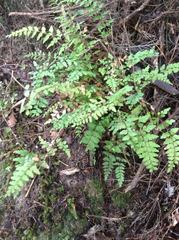 Lindsaea trichomanoides