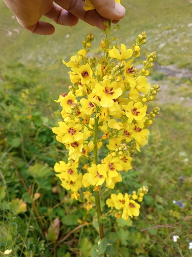 Image of Verbascum pyramidatum by (c) Maria Kohanovskaya, some rights reserved (CC BY)