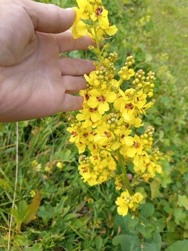 Image of Verbascum pyramidatum by (c) Maria Kohanovskaya, some rights reserved (CC BY)
